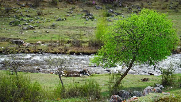 Turbid Water of the Chuya River in the Altai Republic Nature Landscape with Mountains River and