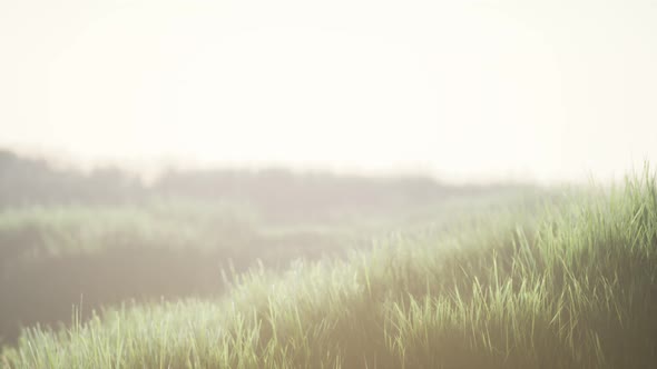 Green Field with Tall Grass in the Early Morning with Fog