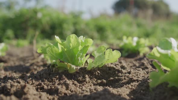 Seedlings on an organic farm