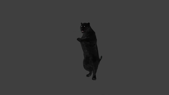 Panther Dancing HD