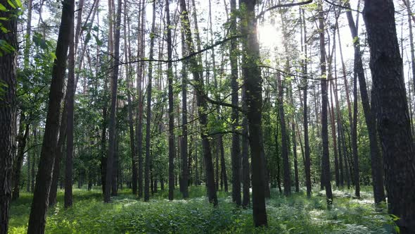 Trees in the Forest By Summer Day