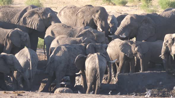Herd of African Bush elephants packed together in an almost dry waterhole