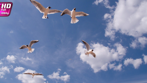 Hangs In Front Of The Camera Seagull