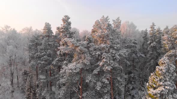 Drone flying over woods in Sweden