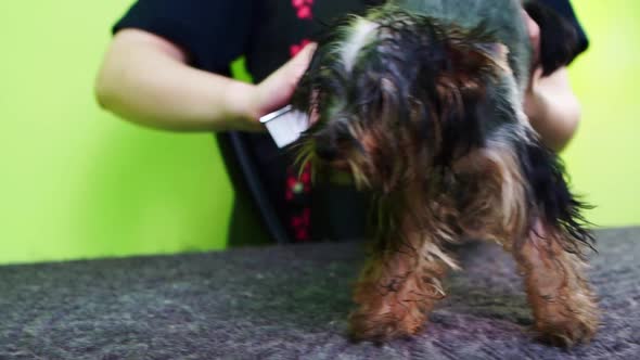 Groomer Dries with a Hairdryer and Combs of Yorkshire Terrier