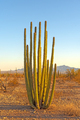 Organ Pipe Cactus at Sunrise - PhotoDune Item for Sale