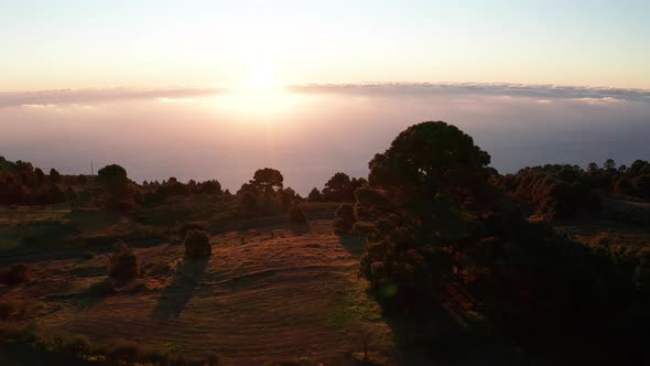 Aerial dolly toward the sun over the hilly mountains relict pine tree