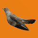 Cuckoo