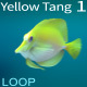 Yellow Tang 1 - VideoHive Item for Sale