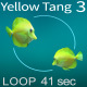 Yellow Tang 3 - VideoHive Item for Sale