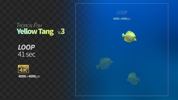 Yellow Tang 3