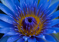 Blue lotus - PhotoDune Item for Sale