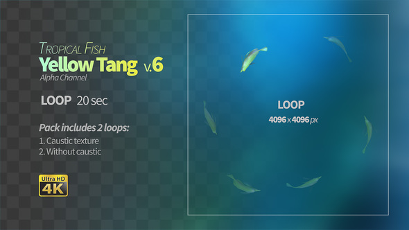Yellow Tang 6