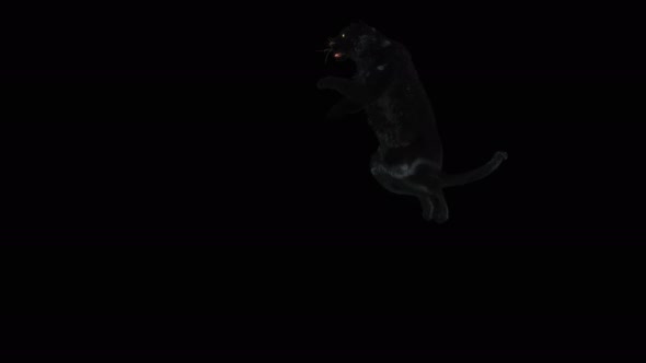 71 Panther Jumping Down 4K