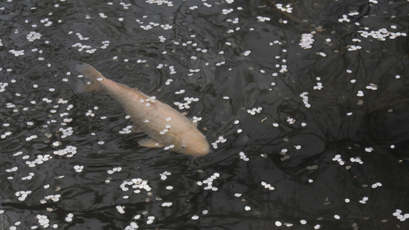 Fish In Pond