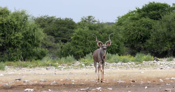 greater kudu Africa safari wildlife and wilderness