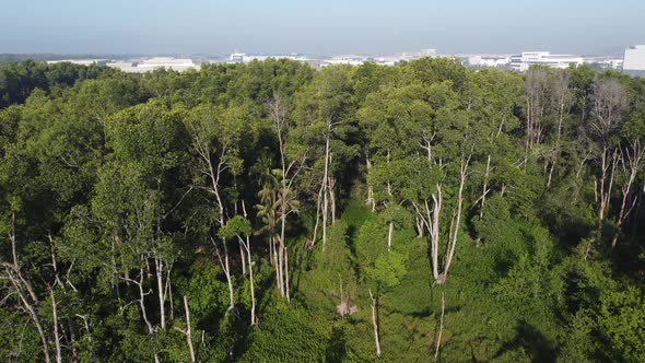 Aerial ascending fly up mangrove tree