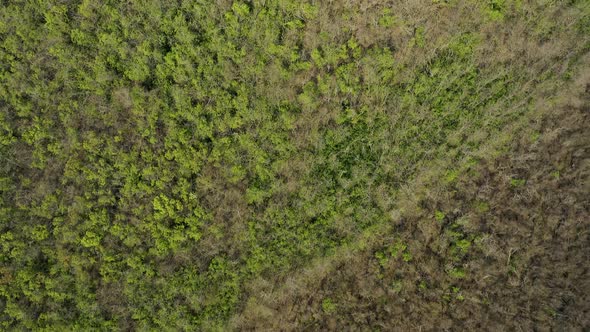 Aerial Drone View of a Dry and Green Forest