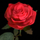 Realistic 3D Rose Flower with Blooming Rig - 3DOcean Item for Sale