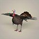 Realistic Turkey Bird - 3DOcean Item for Sale