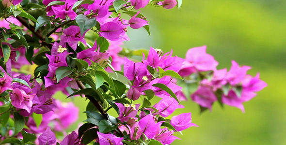Bougainvillea And Green Background