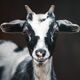 Goat Sheep Blat - AudioJungle Item for Sale