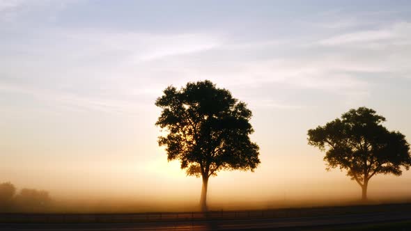 Aerial View Drone Flies Low Over Silhouette of Tree By Road Backlit with Sunlight on Foggy Morning