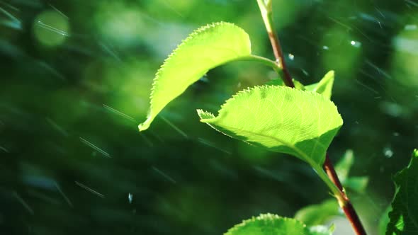 Rain is Falling on Green Leaves
