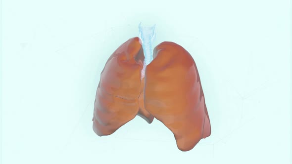 Examining the 3D Projection of Human Lungs that were affected by the Pandemic alt