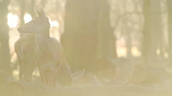 Red Deers Wandering In The Forest Park In London, England Searching For Food. -medium shot