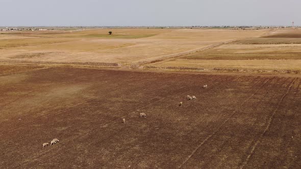 aerial view of a group of sheep in Morocco