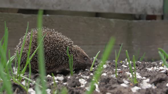 Hedgehog In The Green Grass