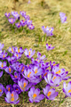 Crocus closeup over green grass, flowers landscape - PhotoDune Item for Sale