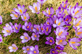 Crocus closeup from above, purple flowers background - PhotoDune Item for Sale