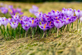 Crocus closeup over green grass, flowers landscape - PhotoDune Item for Sale