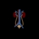 Urinary System - 3DOcean Item for Sale