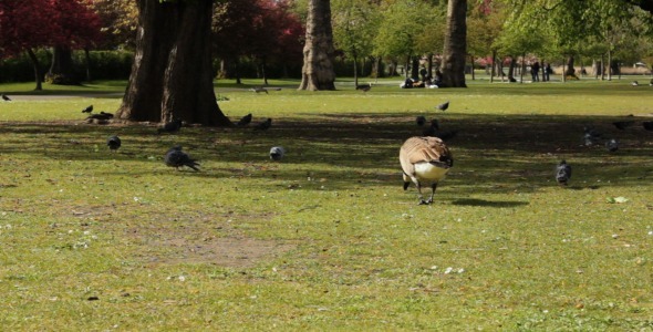 Birds Feeding In Regent's Park In London