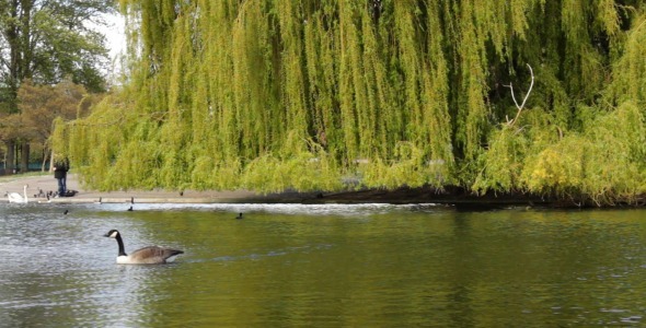 Regent's Park Pond In London