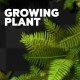 Growing Plant - VideoHive Item for Sale