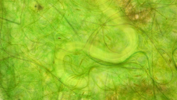 Nematoda Worm Under a Microscope Worm Movement Among Algae Widely Distributed on the Ground is a