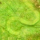 Nematoda Worm Under a Microscope Worm Movement Among Algae Widely Distributed on the Ground is a - VideoHive Item for Sale