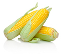 Three corn cob isolated on white background - PhotoDune Item for Sale