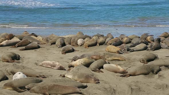 Northern Elephant Seal Colony