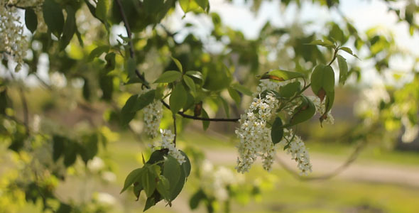 Flowering Bird-Cherry Tree