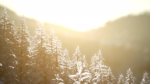 Splendid Christmas Scene in the Mountain Forest. Colorful Winter Sunrise