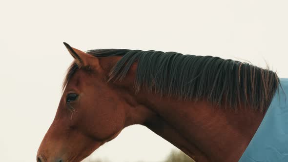 Thoroughbred Horse With A Shortened Or Pulled Mane Looking Around Its Environment