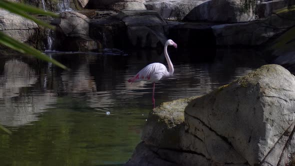 Pink Flamingo Stands in the Water and Washes. Pink Bird in the Water. Bird in Africa