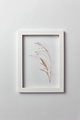Decorative composition of seedhead plant in a rectangular frame on a light background - PhotoDune Item for Sale