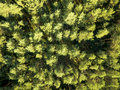 Top view of a summer deciduous forest on a clear summer day. Aerial view with dron like foliage - PhotoDune Item for Sale