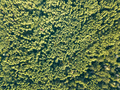 Aerial view of the drone on the greenery of trees on a summer day. Natural background - PhotoDune Item for Sale